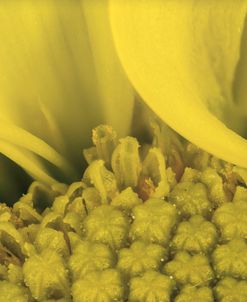Ultra Macro 08
