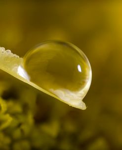 Ultra Macro 10