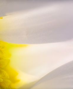 Ultra Macro 11
