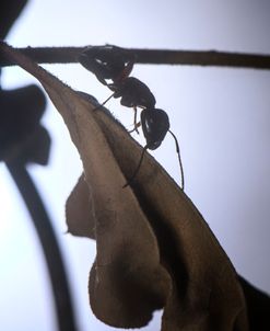 Ultra Macro-Ants 01