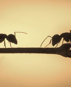 Ultra Macro-Ants 02