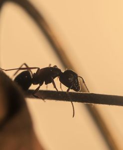 Ultra Macro-Ants 03