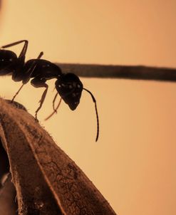 Ultra Macro-Ants 04