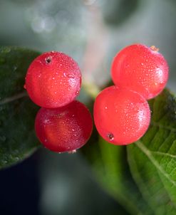 Ultra Macro 14