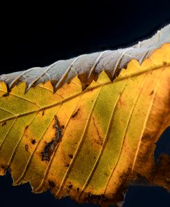 Ultra Macro 15