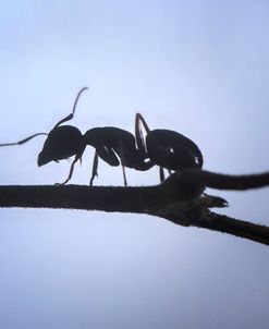 Ultra Macro-Ants 05