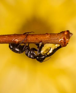 Ultra Macro-Ants 07