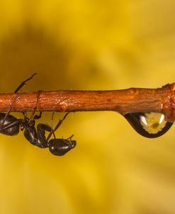 Ultra Macro-Ants 08