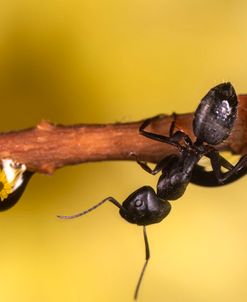 Ultra Macro-Ants 09