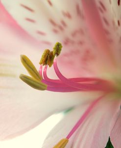 Pink Petals 05