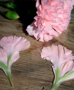 Pink Petals 06