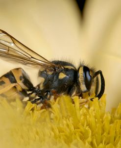 Ultra Macro-Bees 01
