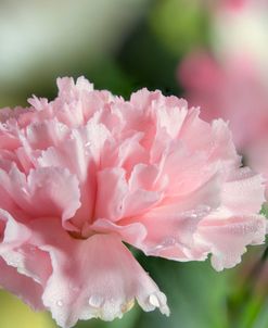 Pink Petals 01