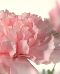 Pink Petals 02