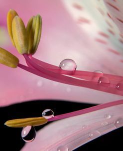 Pink Petals 03
