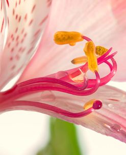 Pink Petals 04