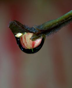 Wild Apples 01