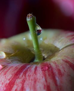 Wild Apples 03