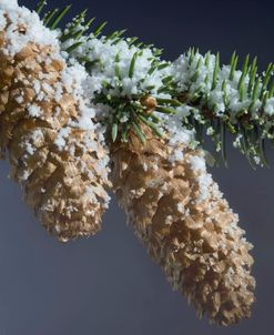 Pine Cones