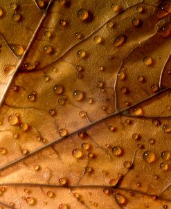 Autumn Droplets