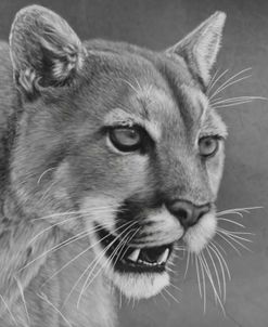 Paper Textures, Cougar