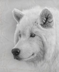Paper Textures White Wolf