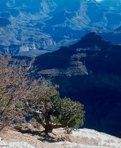 C- Grand Canyon