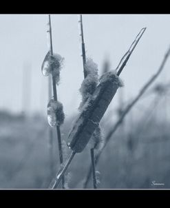 Ice Cattail 1