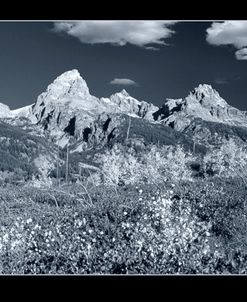 Teton 3 W/Border