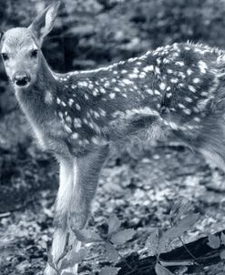 Fawn 2