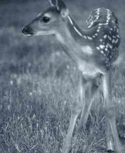 Fawn 3