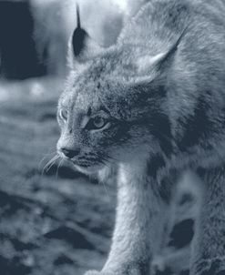 Lynx