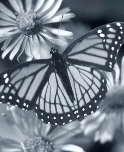 Monarch On Wildflower