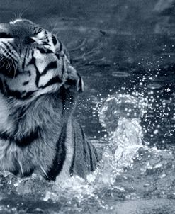 Tiger Splash