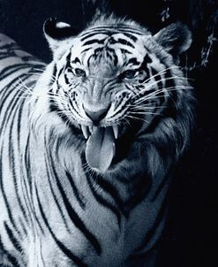 White Tiger 2