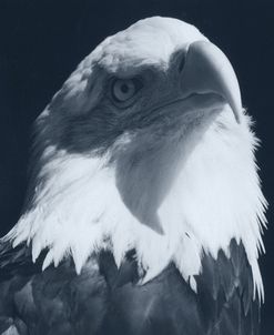 Bald Eagle 2