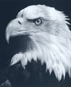 Bald Eagle 3