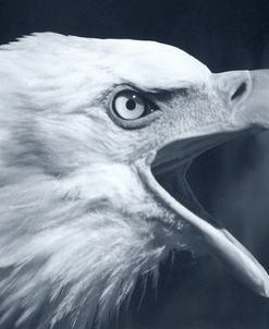 Bald Eagle 4