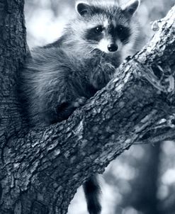 Raccoon