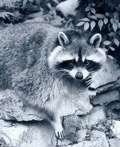 Raccoon 2