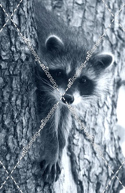 Raccoon 3