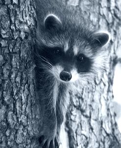 Raccoon 3