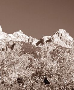 Sepia Teton 3