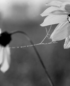 Wildflowers 2