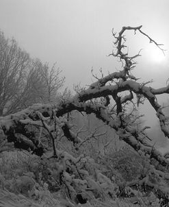 Winter Frost 5