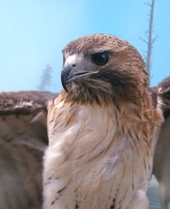 Skies Of Yellowstone – Redtail Hawk