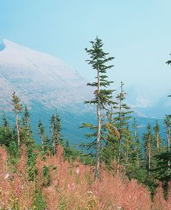 Glacier National Park 17