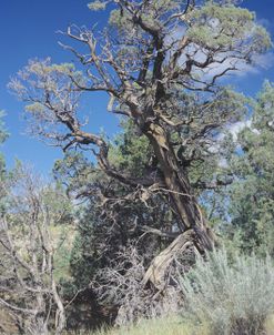 Theodore Roosevelt National Park43