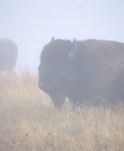 Theodore Roosevelt National Park59