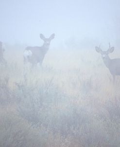 Theodore Roosevelt National Park58